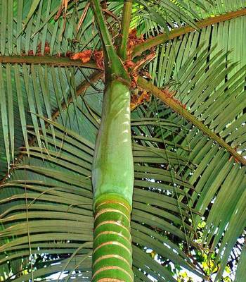 ARCHONTOPHOENIX ALEXANDRAE